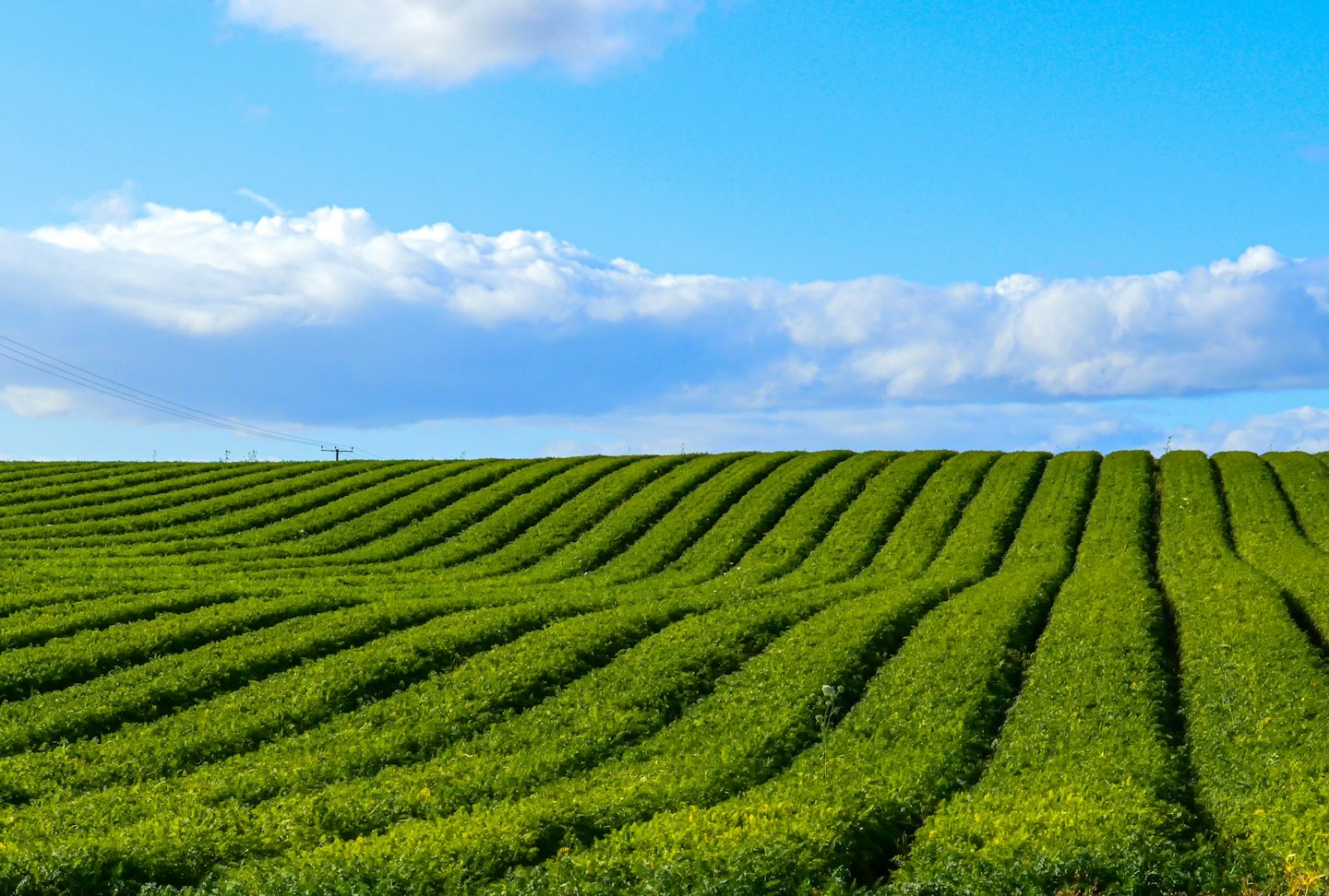 Fila di coltivazioni verdi si estendono in un campo soleggiato sotto un cielo blu.