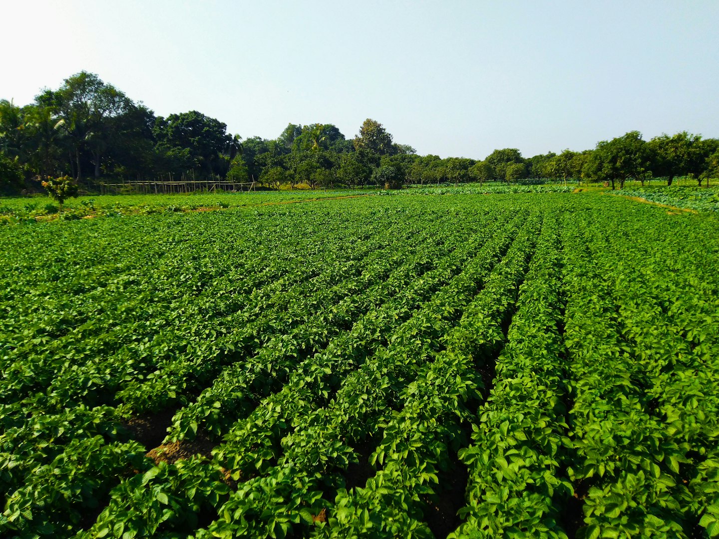 Colture verdi crescono in file parallele attraverso un campo soleggiato.