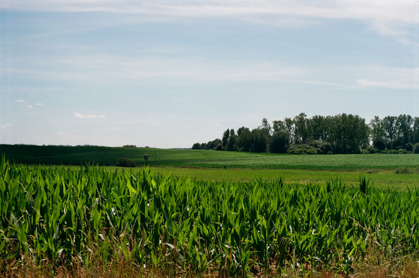 Campi agricoli verdi e lussureggianti si estendono sotto un cielo azzurro limpido.