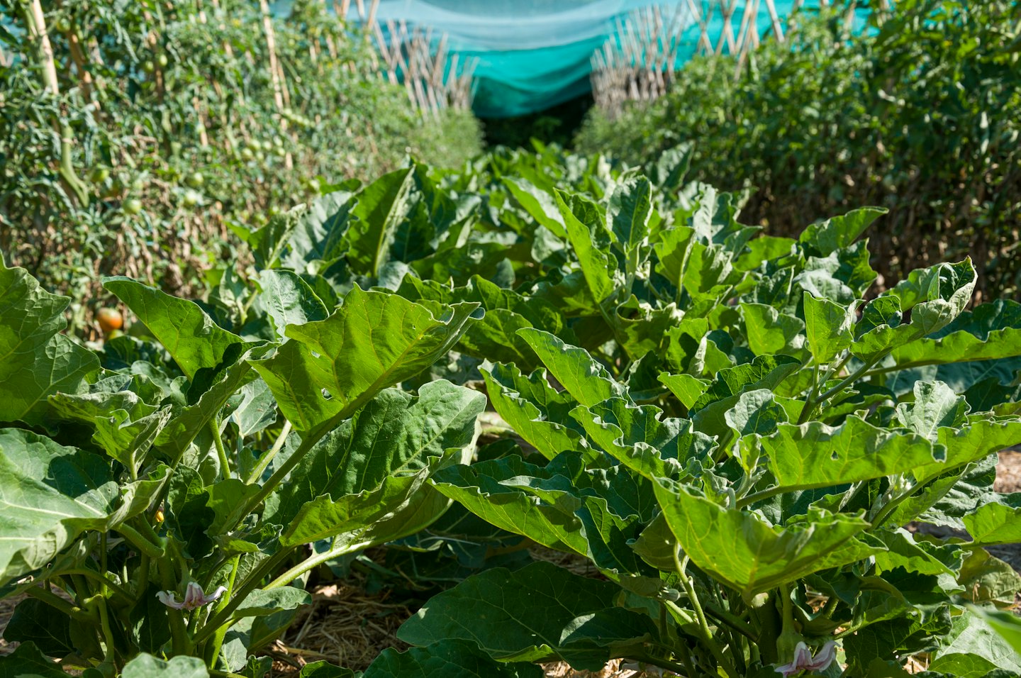 Fila di colture verdi che crescono in una fattoria biologica.