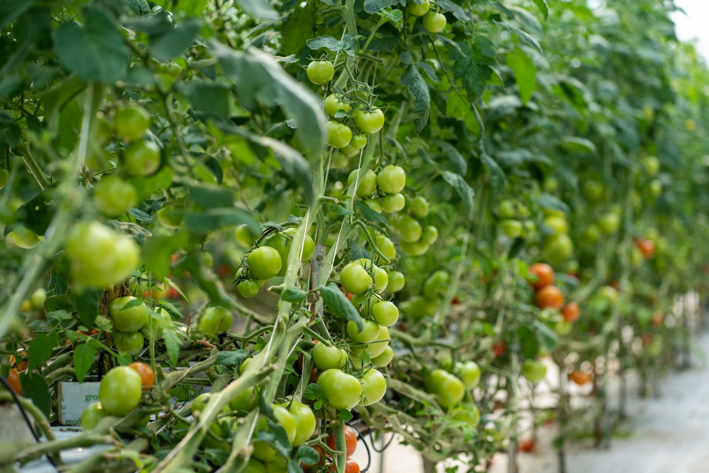 Grappoli di pomodori maturi crescono su viti in una serra.