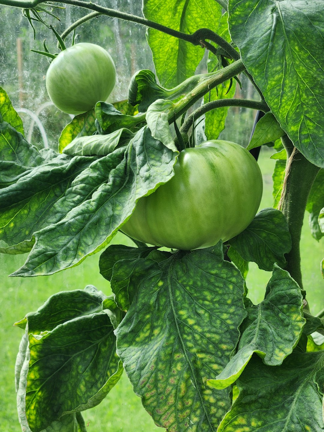 Due pomodori verdi pendono da una pianta in un orto.