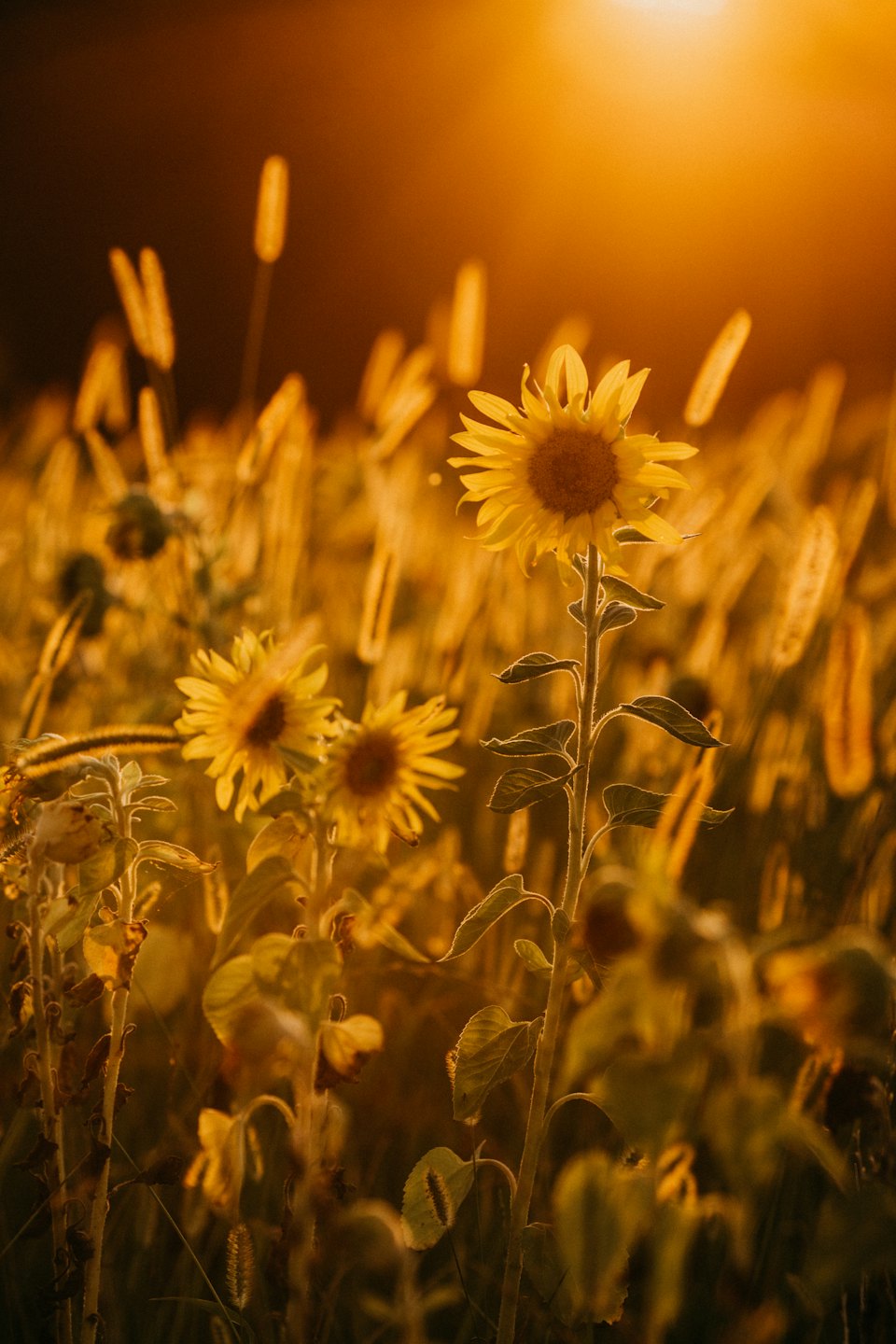Girasoli e steli selvatici che crescono in un campo soleggiato.