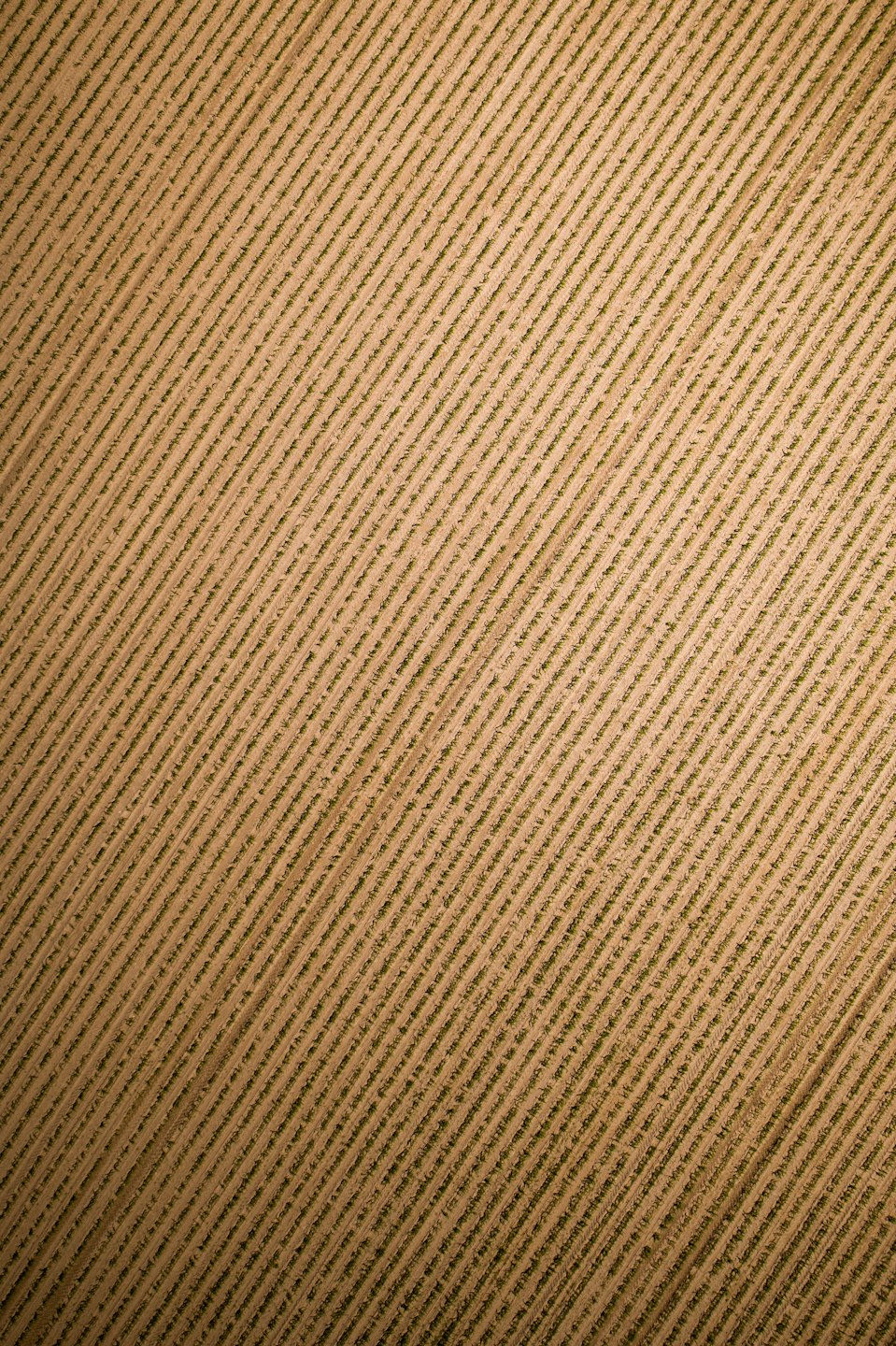 Fila di giovani colture verdi crescono in ordinate linee diagonali.